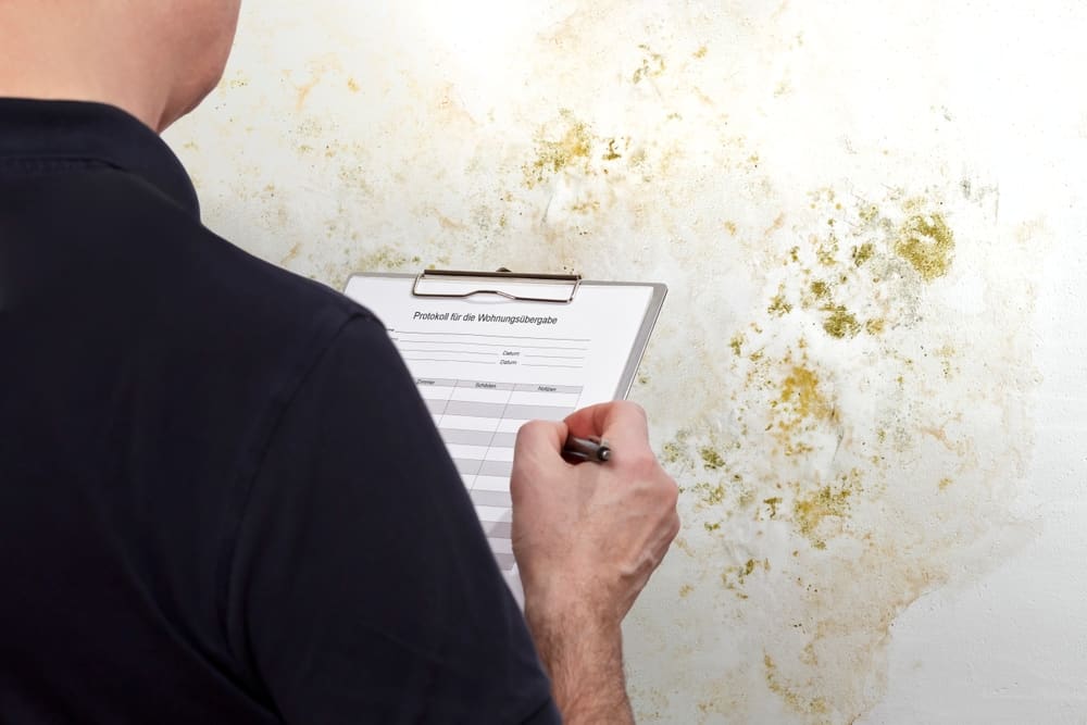 inspector inspecting mold growth on a wall.