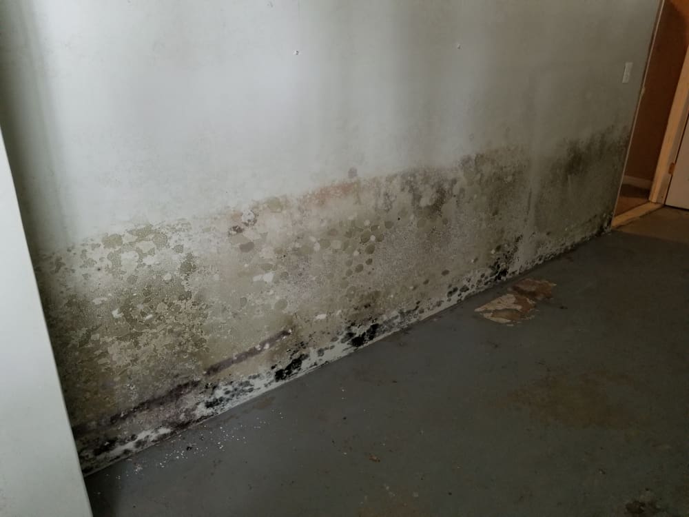 mold removal palm beach