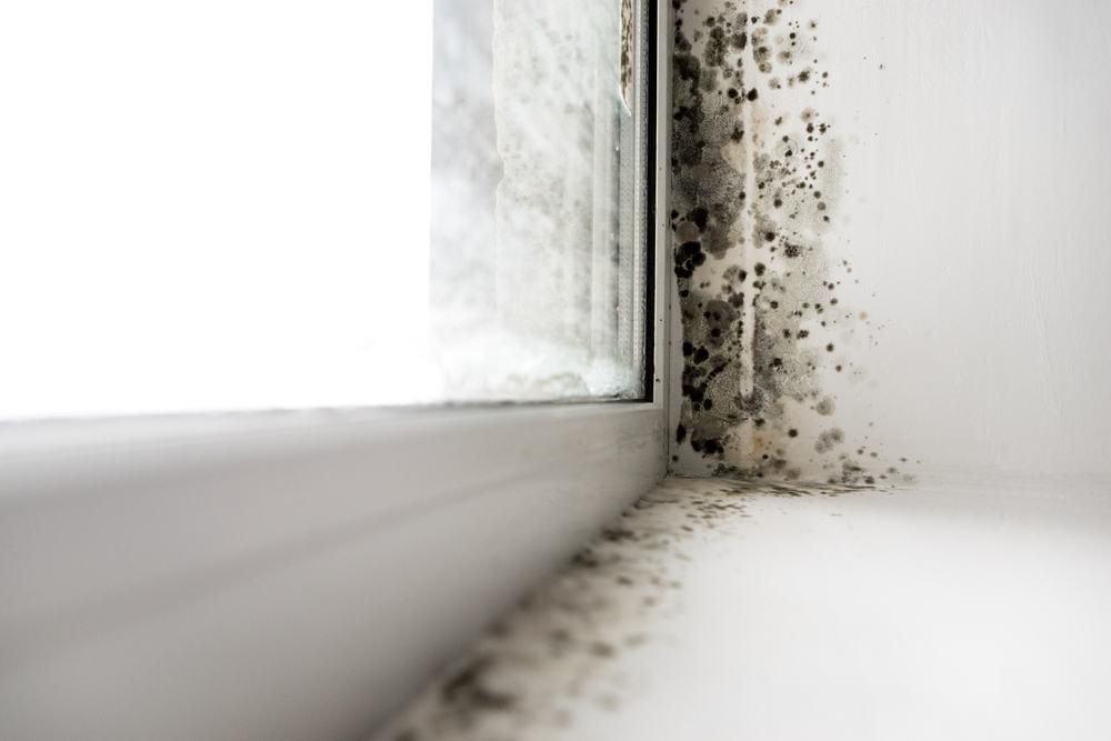 black mold on interior window framing.