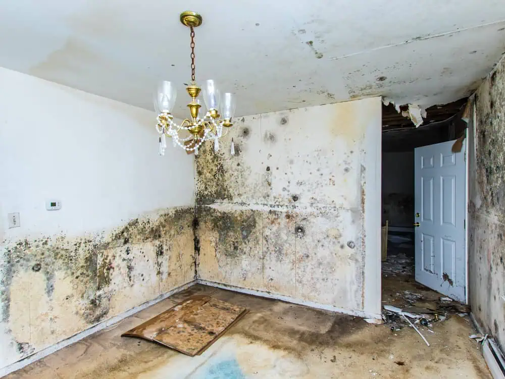 mold removal palm beach