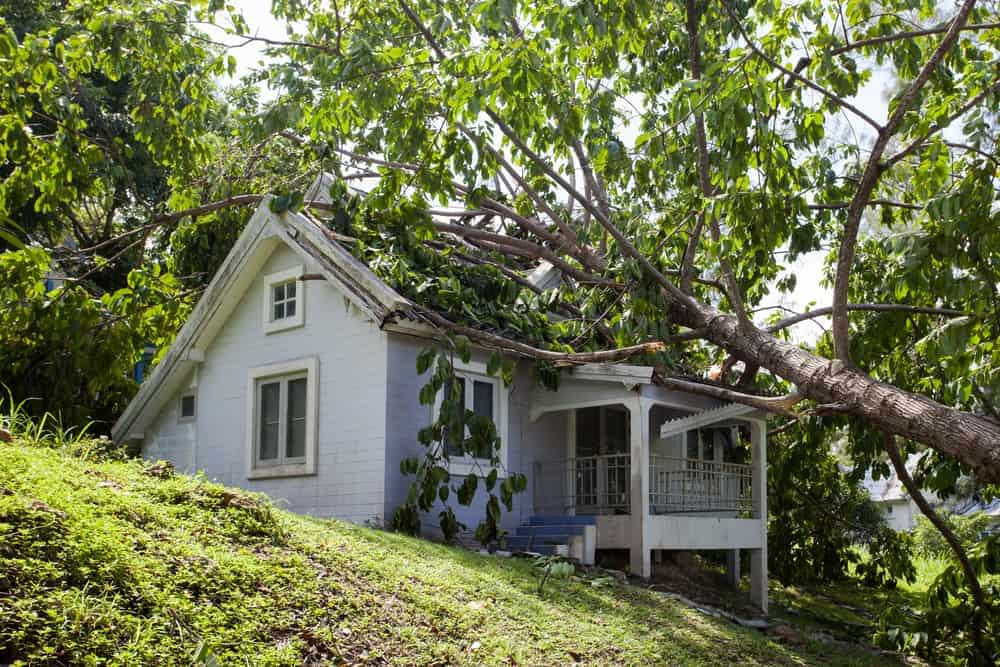 A white house with a steep roof is partially covered by a large, fallen tree branch. The tree leans heavily against the roof, amidst lush green foliage and a slightly sloping grassy yard—a stark reminder of the need for storm damage restoration in Palm Beach County.
