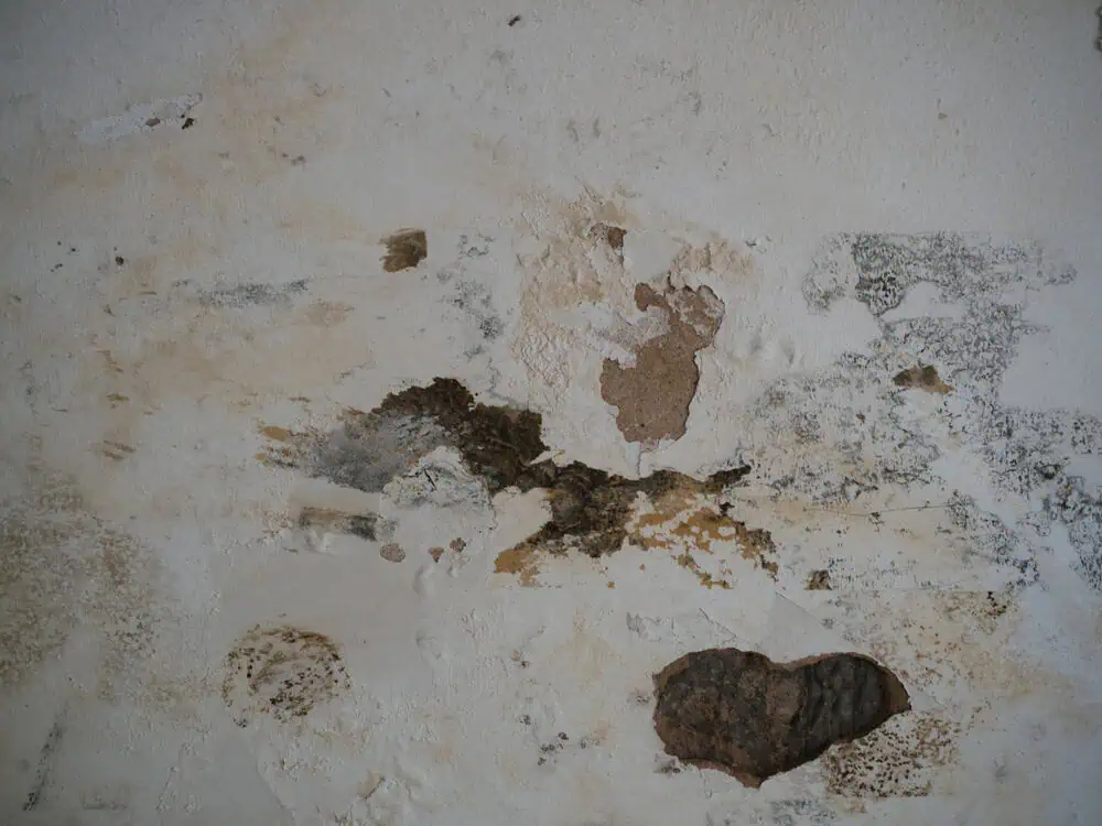 A white wall with patches of mold, mildew, and peeling paint, showing areas of discoloration and damage, including a large hole revealing the underlying material.